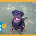 Photo of Buttercup