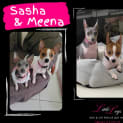 Photo of Sasha / Meena