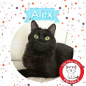 Photo of Alex *9 Lives Project Rescue*