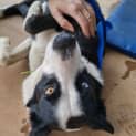 Photo of Skye