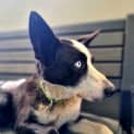 Photo of Skye