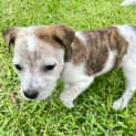 Photo of Jewels 6 Week Old Staffy (Trial)