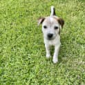 Photo of Jewels 6 Week Old Staffy (Trial)