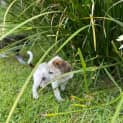 Photo of Jewels 6 Week Old Staffy (Trial)