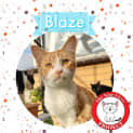 Photo of Blaze *9 Lives Project Rescue*