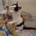 Photo of Zorro