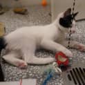 Photo of Zorro