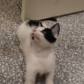 Photo of Zorro