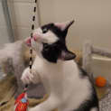 Photo of Zorro
