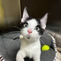 Photo of Zorro