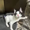 Photo of Zorro