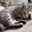 Photo of Lilly