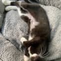 Photo of Mittens ( Was Mimi )