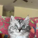 Photo of Oryn
