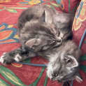 Photo of Oryn