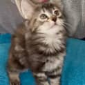 Photo of Mimir ( Was Millie)