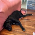 Photo of Boof