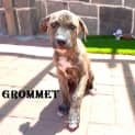 Photo of Grommet And Wallace