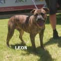 Photo of Leon