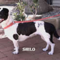 Photo of Shilo