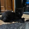 Photo of Onyx ** 2nd Chance Cat Rescue**