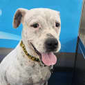 Photo of Stella