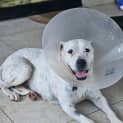 Photo of Stella