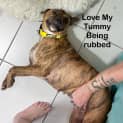 Photo of Juniper