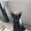 Photo of Binx