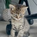 Photo of Sage