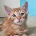 Photo of Marmalade