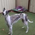 Photo of Hugo