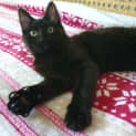Photo of Kiyo