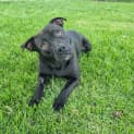 Photo of Pebbles 