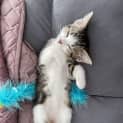 Photo of Itty Bitty