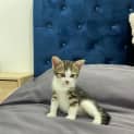 Photo of Itty Bitty