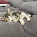 Photo of Itty Bitty