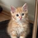 Photo of Calippo
