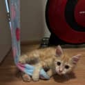 Photo of Calippo