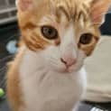 Photo of Blitzen
