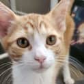 Photo of Blitzen