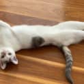 Photo of Poppet