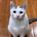 Photo of Poppet