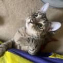Photo of Tilly