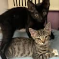 Photo of Jack & Clara (Available From Petstock Engadine)