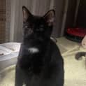 Photo of Binx