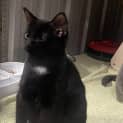 Photo of Binx