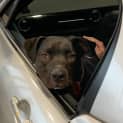 Photo of Samson