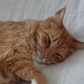 Photo of Maxie