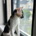 Photo of Shilo